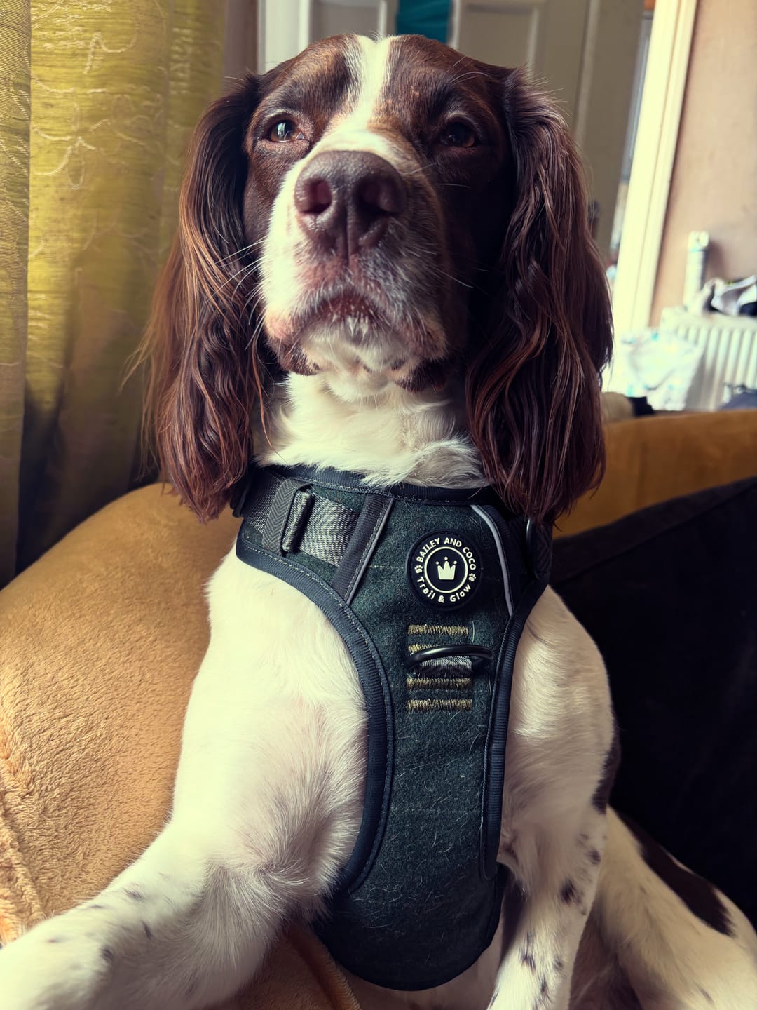 Customer photo review of Trail & Glow Tweed Dog Harness - Forest Tweed