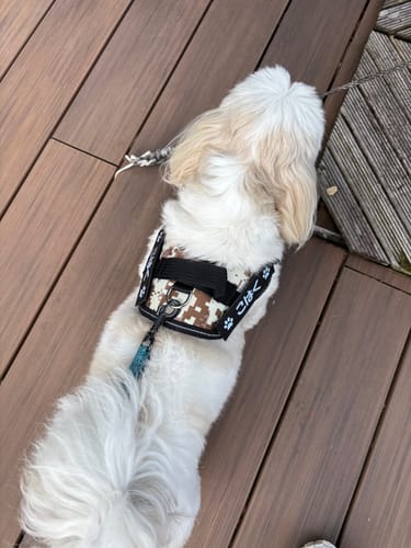 Customer photo review of FunFunPet 高機能ハーネス（お名前タグ作成サービス付き）