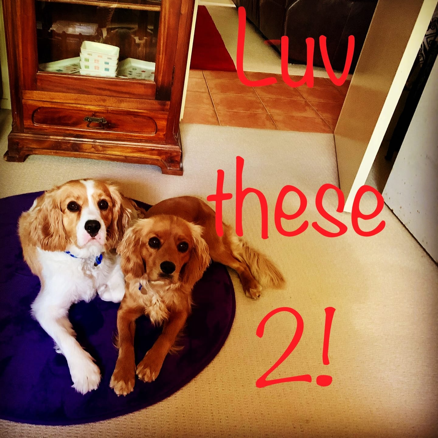 Customer photo review of PaWz GroomMate Pet Grooming Kit