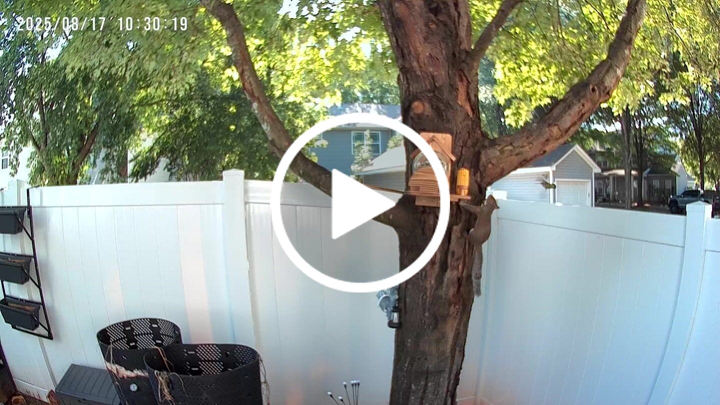Customer video review of Birdfy Cam - Versatile Standalone Backyard Birdwatching Camera