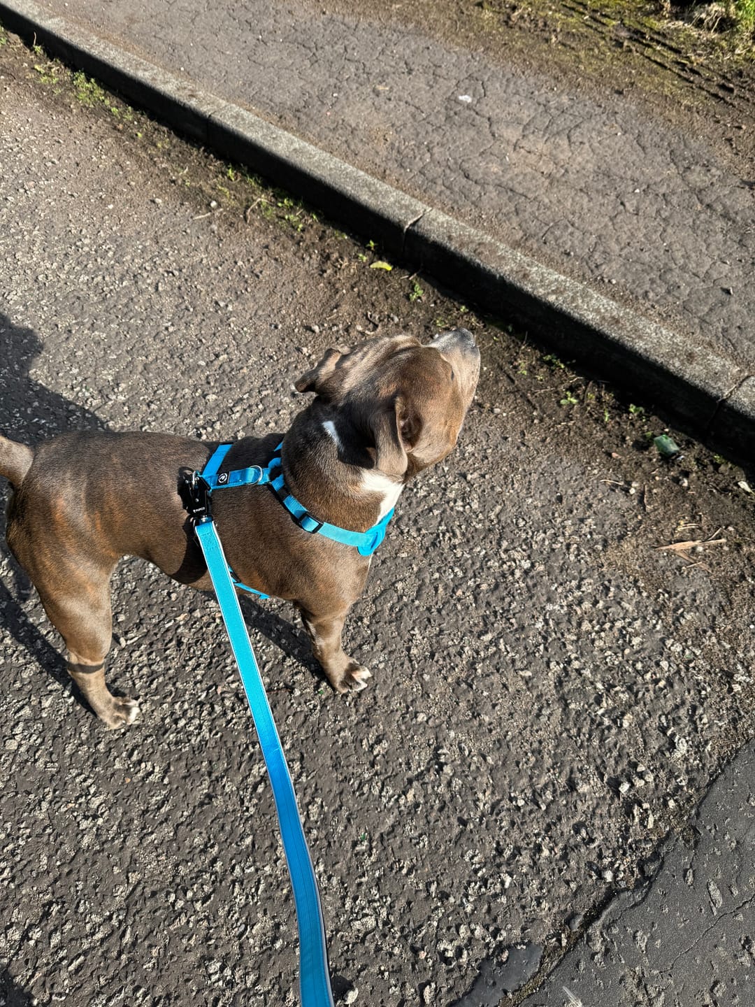 Customer photo review of Reflective Tactical lead - Aqua