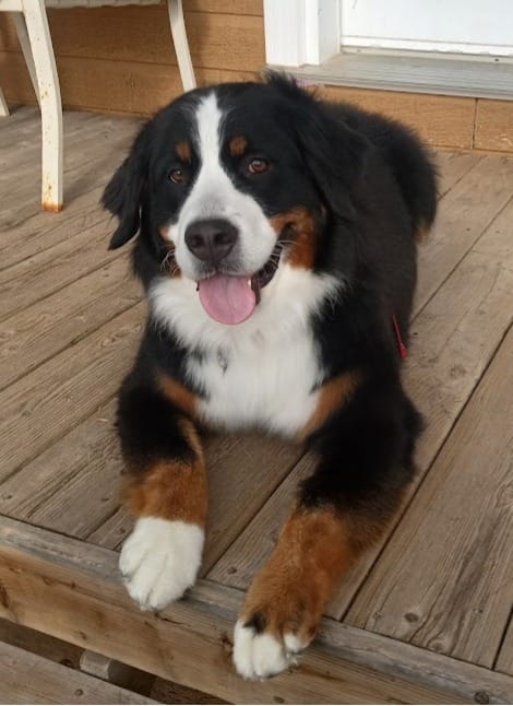 Customer photo review of PEASY (Stress, Anxiété, Nervosité) pour chiens et chats