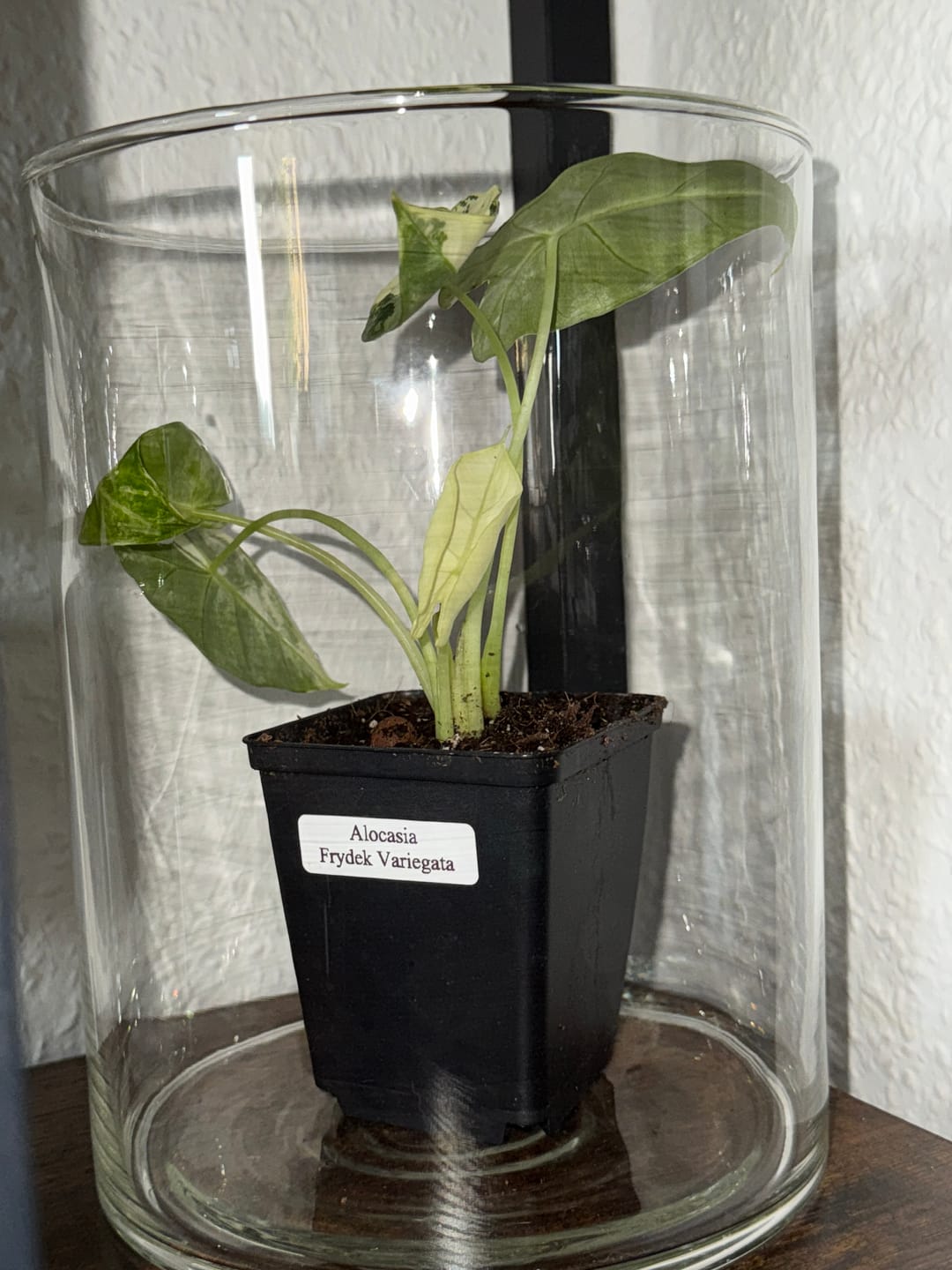 Customer photo review of ALOCASIA FRYDEK VARIEGATA