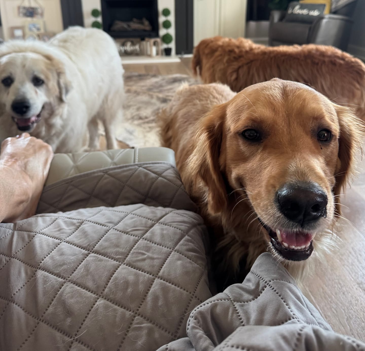 Customer photo review of Half Pig Ear Treats For Dogs