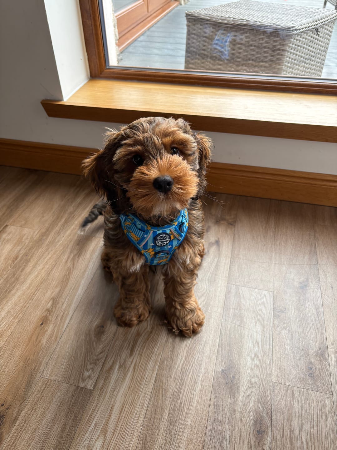 Customer photo review of Disney© Tough Trails™ Harness - Simba