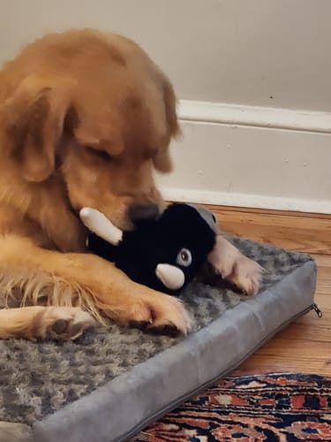 Customer photo review of Knuckleheads 2-in-1 Toy