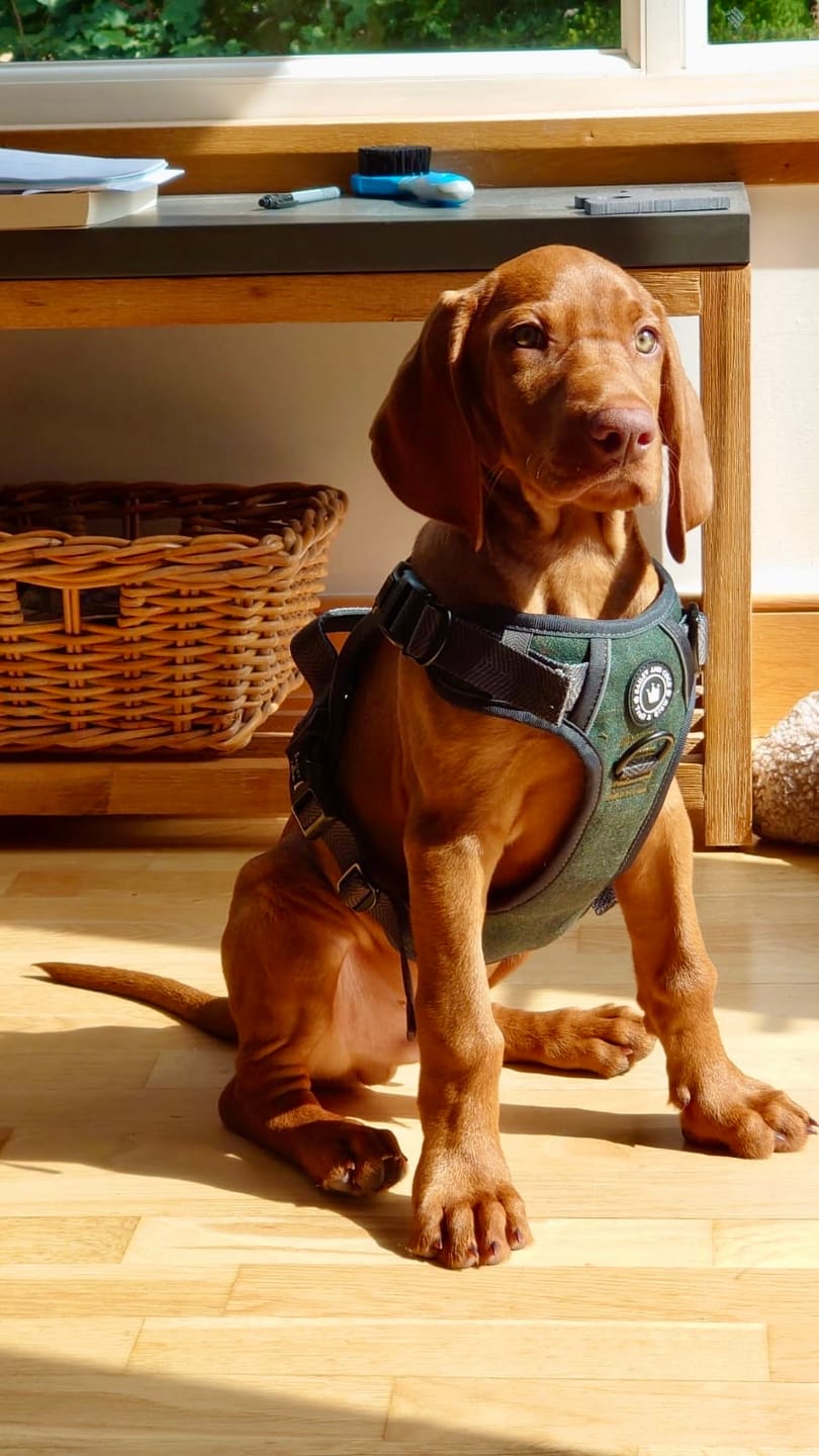 Customer photo review of Trail & Glow Tweed Dog Harness - Forest Tweed
