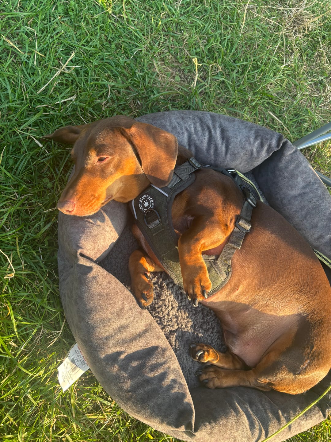 Customer photo review of Trail & Glow Tweed Dog Harness - Forest Tweed