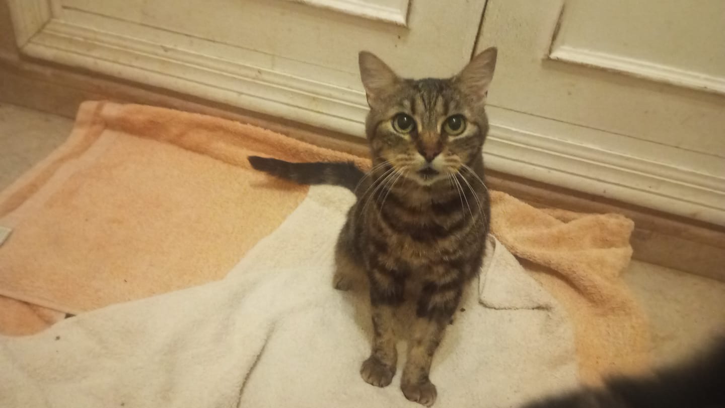 Customer photo review of Cat Adult