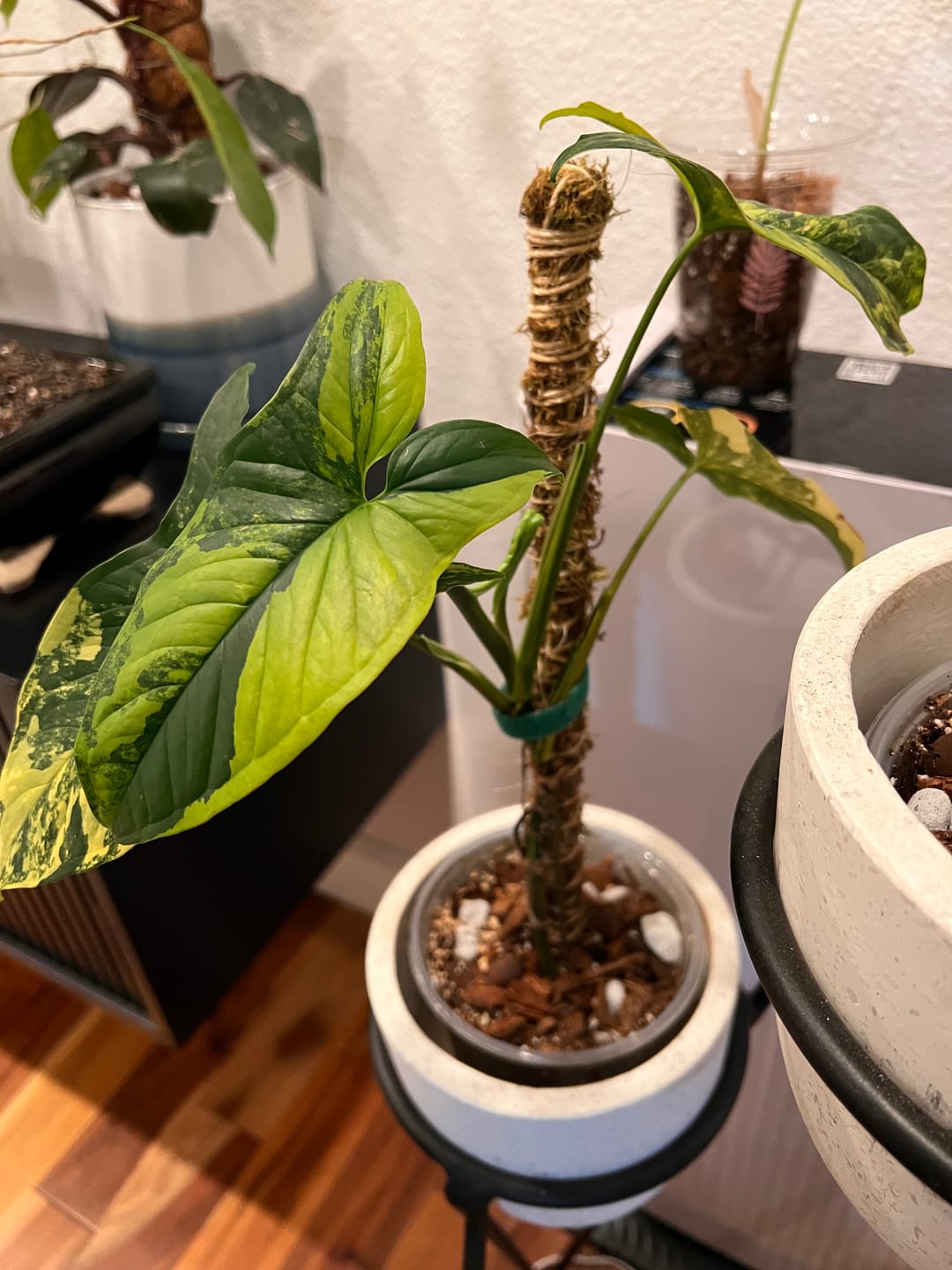 Customer photo review of Plant Care Kit