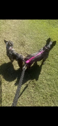 Customer photo review of Hand Made Leather Dog Collar - Queen of Hearts (Wide Fit)