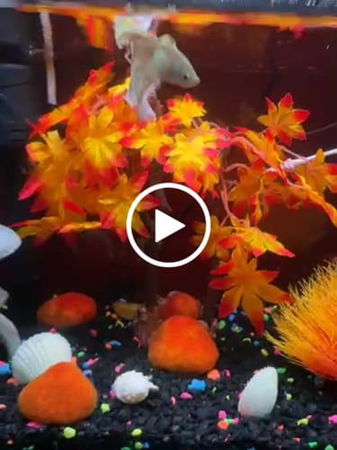 Customer video review of Super White Dumbo Ear Halfmoon Male Betta Fish