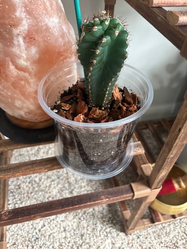 Customer photo review of Cereus forbesii Spiralis | Spiral Cactus