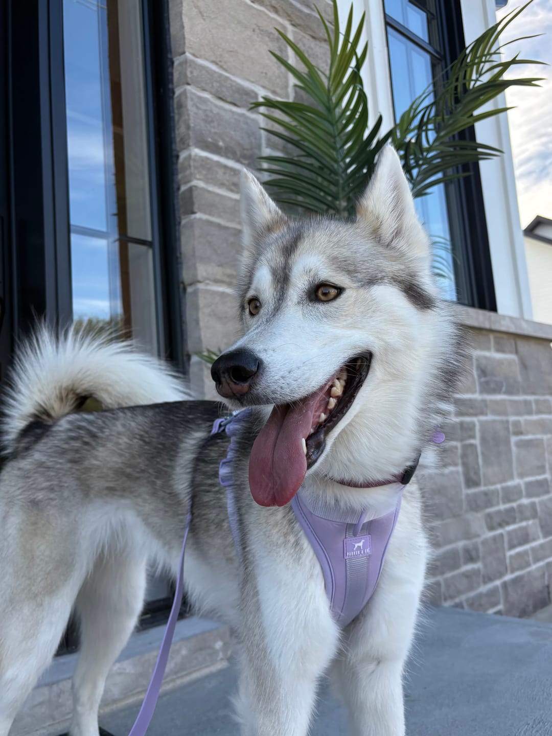 Customer photo review of Solace Adjustable Dog Harness