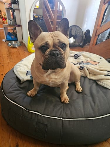 Customer photo review of Large Rebound Foam Insert + Base (no top cover)