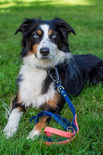 Customer photo review of Auto Locking Carabiner Upgrade