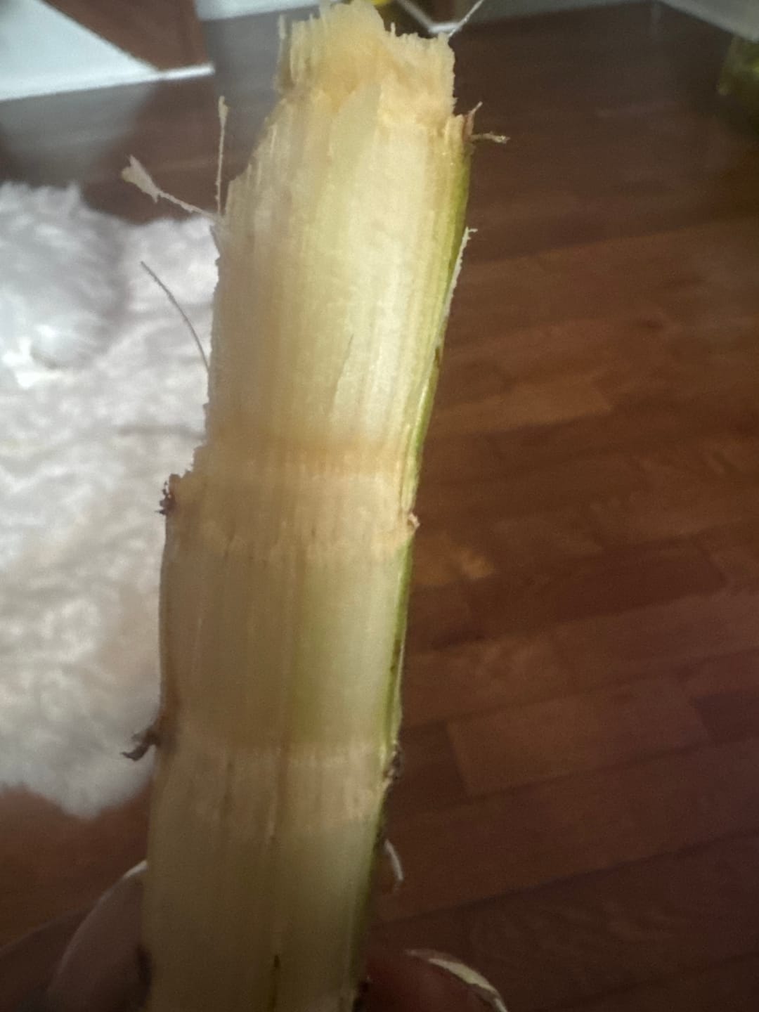 Customer photo review of Sugarcane