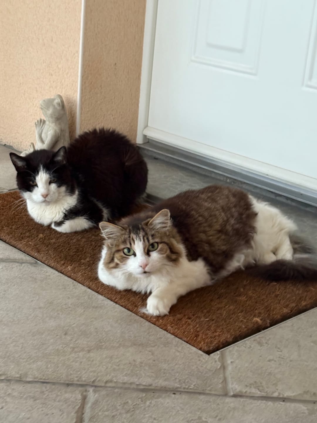 Customer photo review of Pâtées riches en saumon & aux courgettes (Chat stérilisé et Chat adulte)
