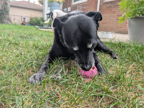 Customer photo review of Freezball - Durable Fillable Dog Chew Bone