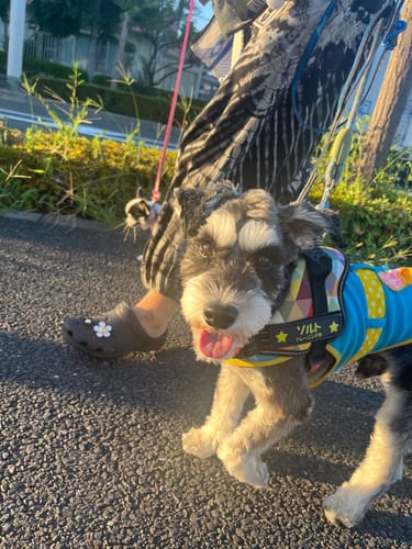 Customer photo review of ハーネス専用お名前タグ（２枚セット・マジックテープ式）