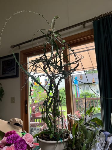 Customer photo of The Original Bendable Coir Pole™ - Best Seller (Tape Included) from Betty P.