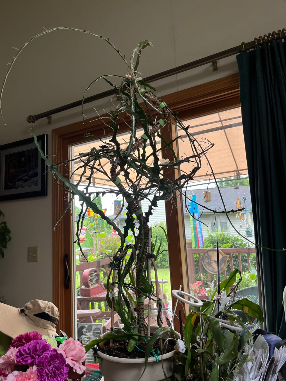 Customer photo review of The Original Bendable Coir Pole™ - Best Seller (Tape Included)