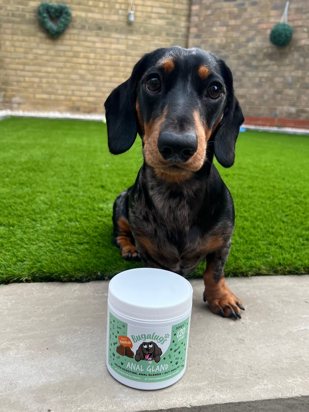 Customer photo review of Anal Gland Supplement Chews