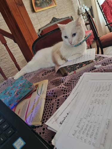 Customer photo review of Snack Funcional Cremoso Para Gatos - (5 Snacks De 15g Por Sobre)