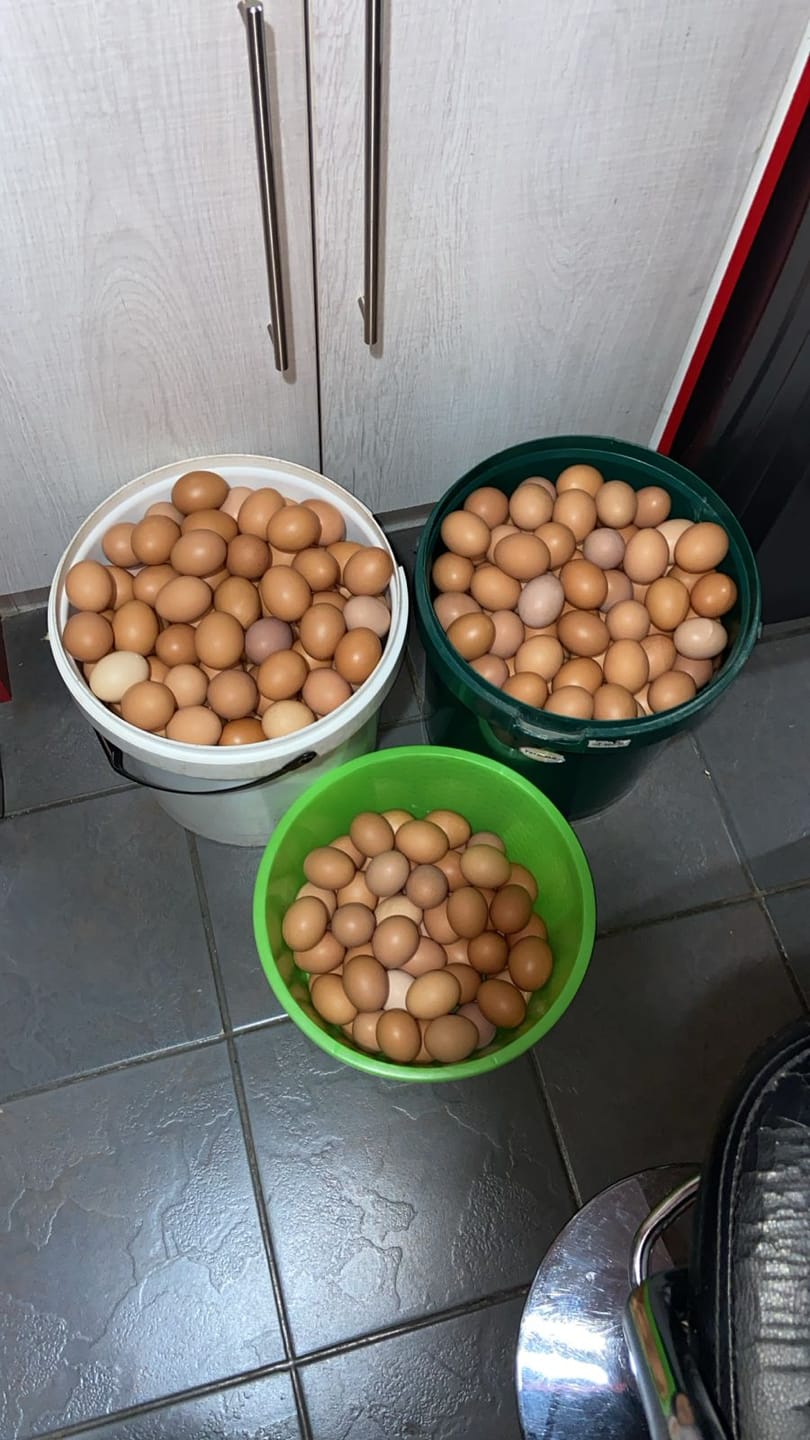 Customer photo review of Avi Plus Layer & Breeder (Supplement For Poultry, Ostriches, Emus & Pigeons)