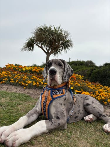 Customer photo review of Disney© Tough Trails™ Harness - Woody