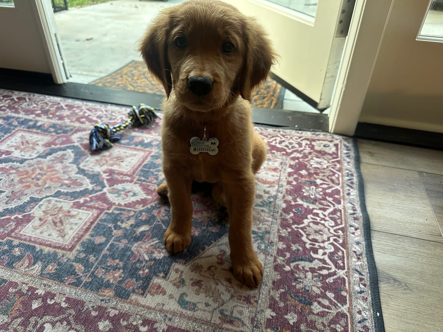 Customer photo review of Bone Dog Tag