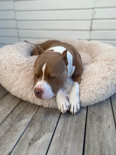 Customer photo review of CalmBed - Motverkar stress & hjälper mot ångest