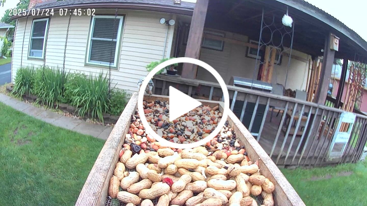Customer video review of Birdfy Cam - Versatile Standalone Backyard Birdwatching Camera