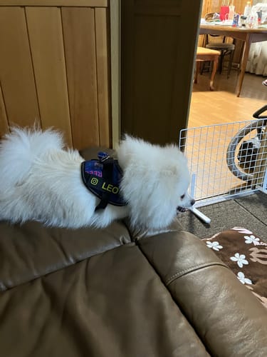 Customer photo review of FunFunPet 高機能ハーネス（お名前タグ作成サービス付き）