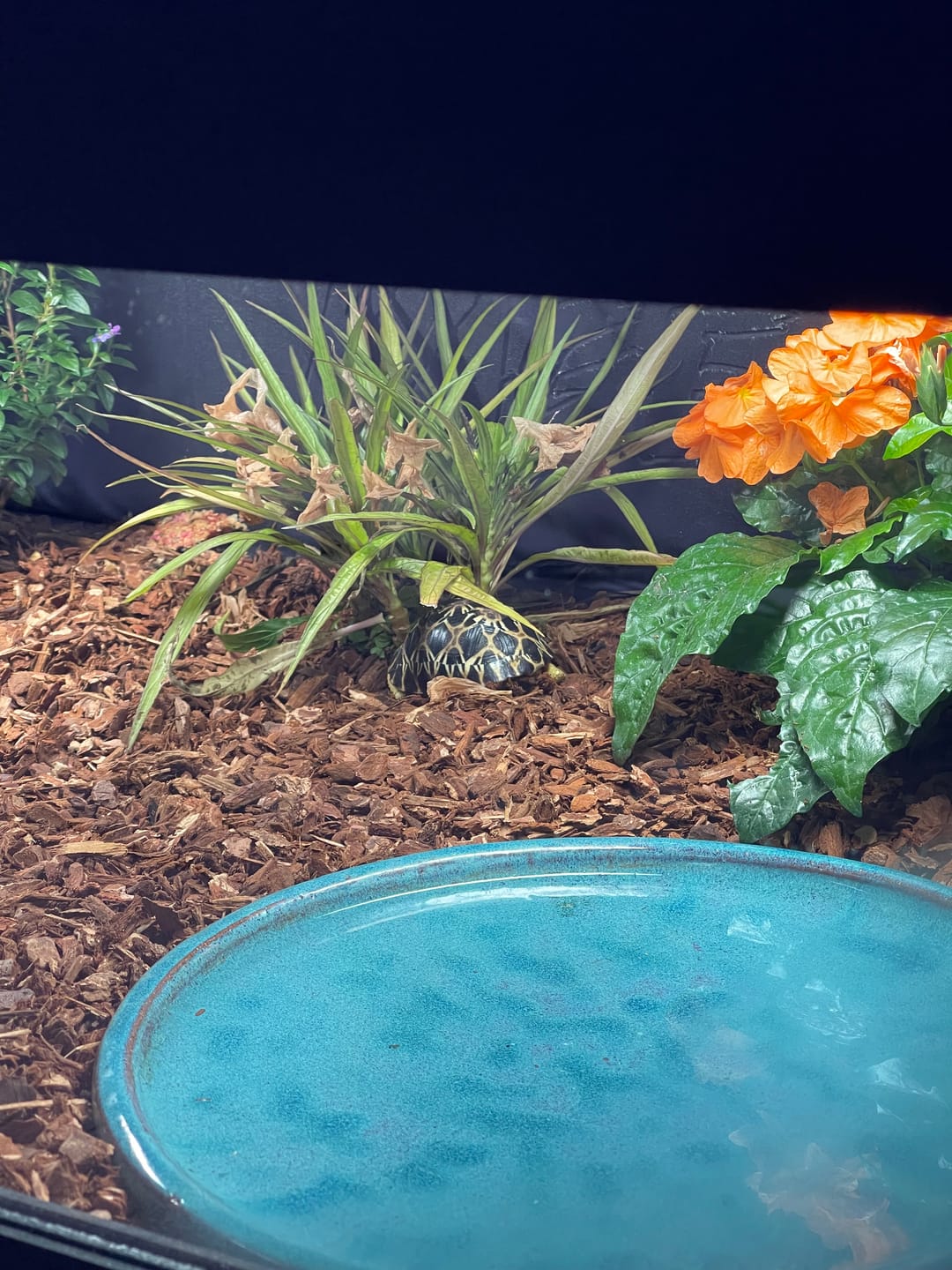 Customer photo review of 36"x24"x18" Premium PVC Reptile Enclosure