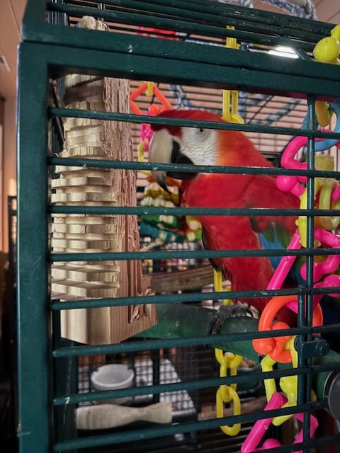 Customer photo review of Big Chippy - The Ultimate Toy For Big Birds