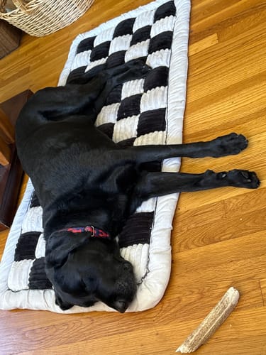 Customer photo review of RuffRover 2.0™ - Hard Bottom Dog Car Seat Protector + (FREE Dog Bed)