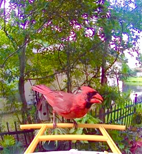 Customer photo review of Birdfy Feeder - AI-Powered Smart Bird Feeder with Camera
