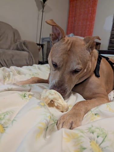 Customer photo review of Cow Ears For Dogs