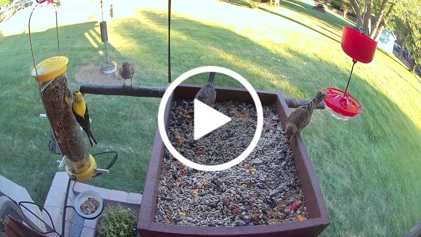 Customer video review of Birdfy Cam - Versatile Standalone Backyard Birdwatching Camera
