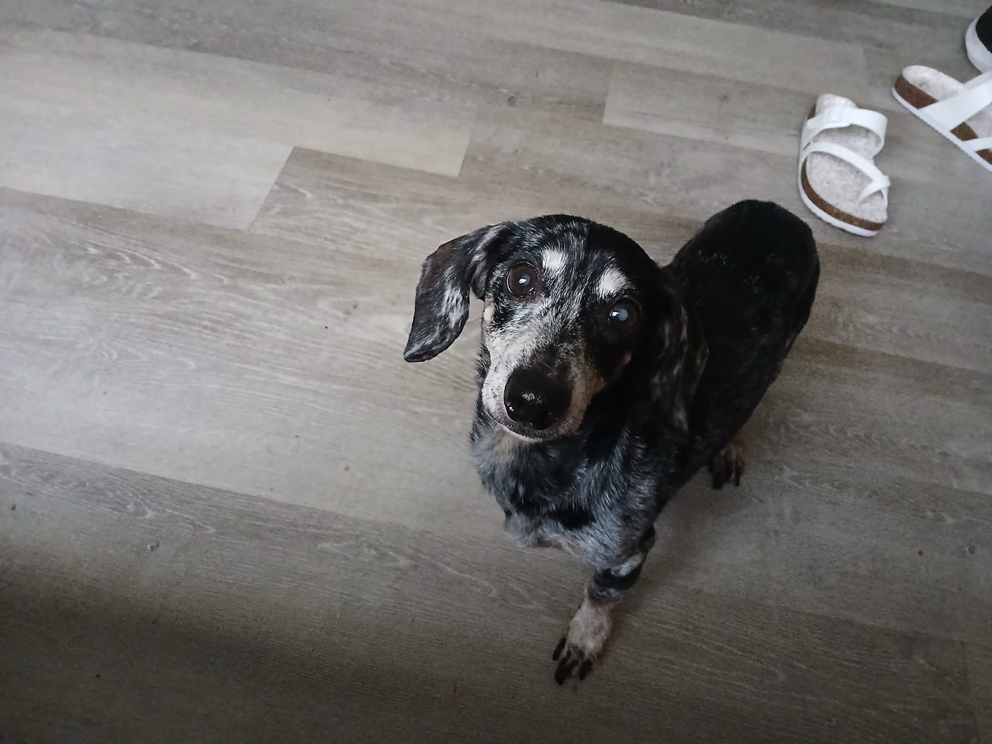 Customer photo review of FurLife™ - Flea & Tick Defense Chews