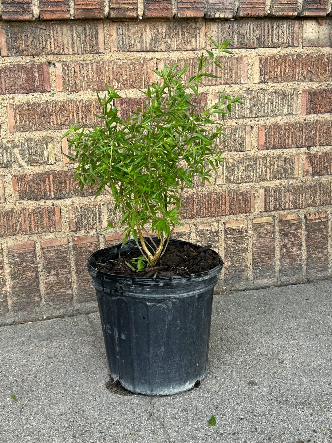 Customer photo review of Flame Acanthus