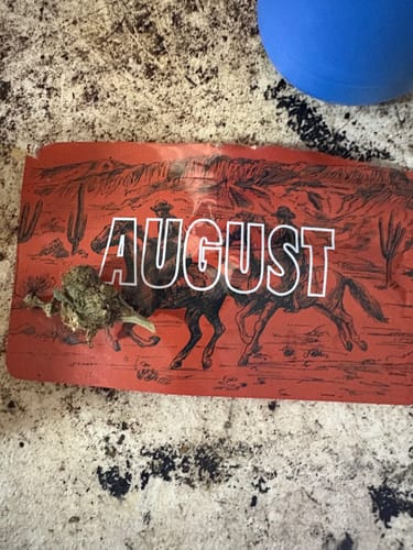 Customer photo review of Biscotti Gelato