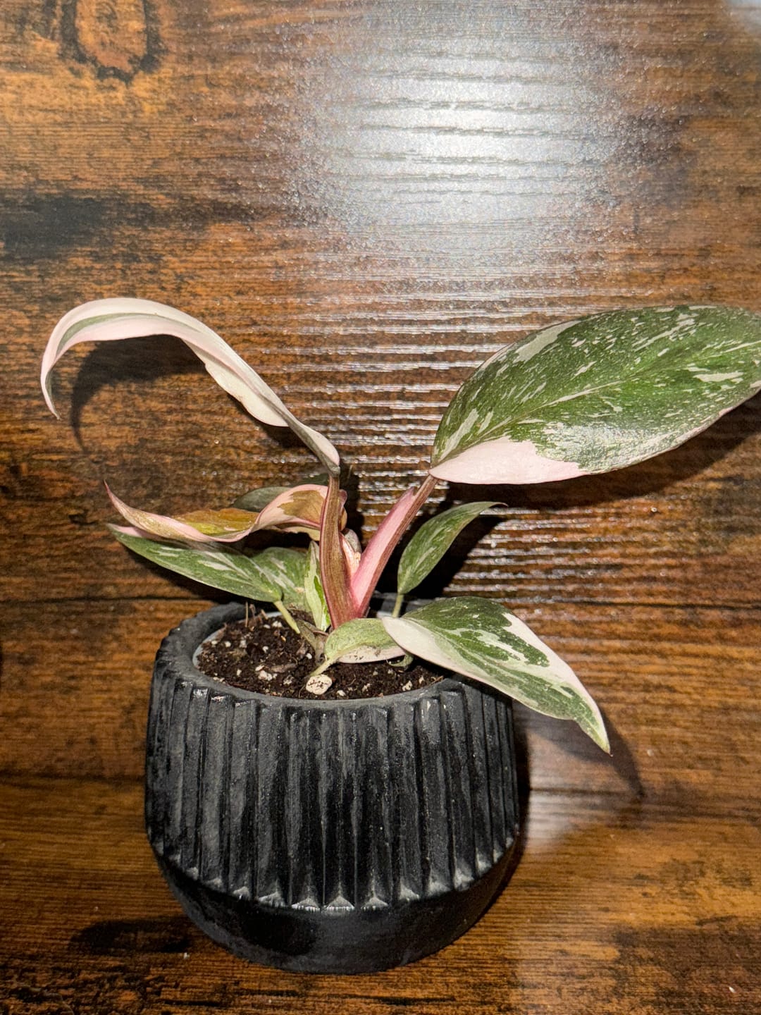 Customer photo review of PHILODENDRON PINK PRINCESS