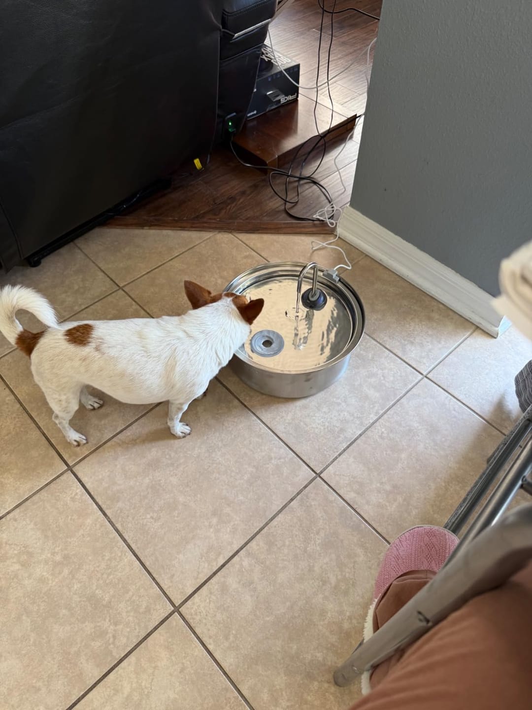 Customer photo review of Oneisall 7L Pet Water Fountain with Visual Water Level & 3 Filters