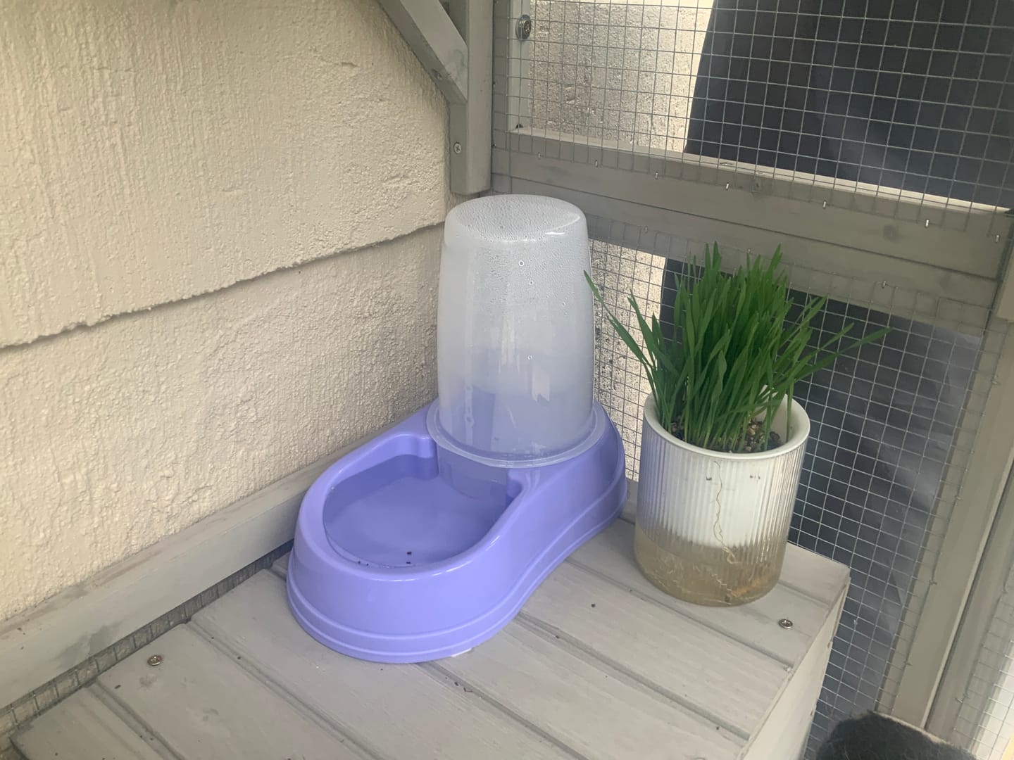 Customer photo review of Michu Cat Grass Seed Replacement Pack - The Ultimate Solution for Lush and Healthy Cat Grass Growth in Australia