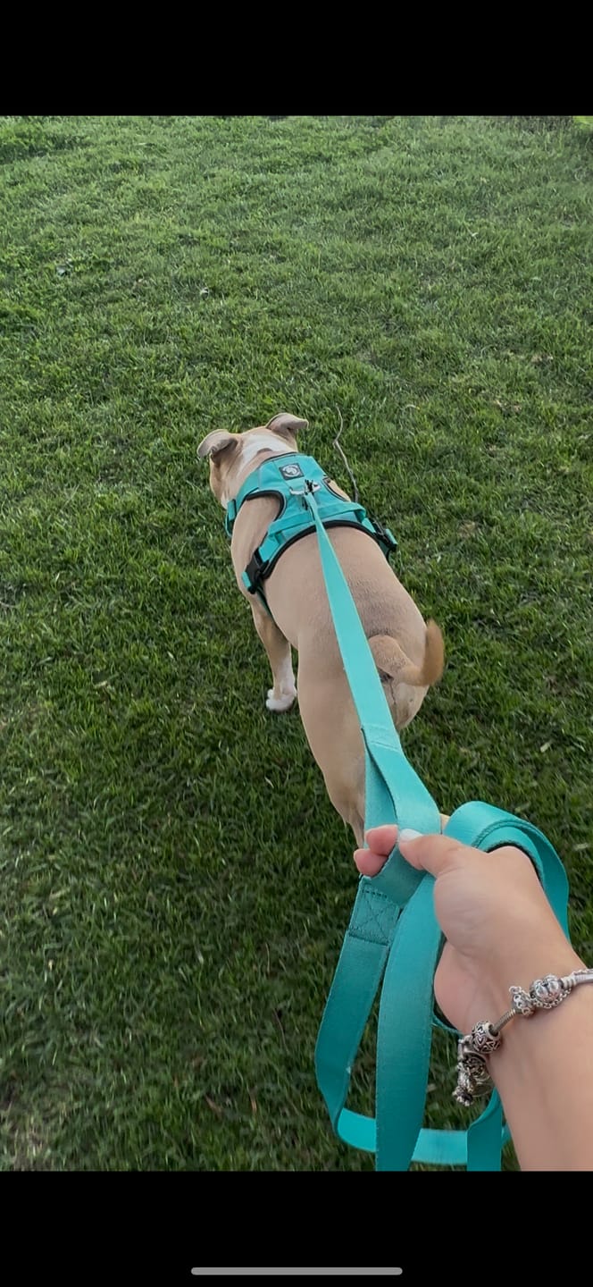 Customer photo review of Arnés Comfort para Perros - Street Dogs - Turquoise