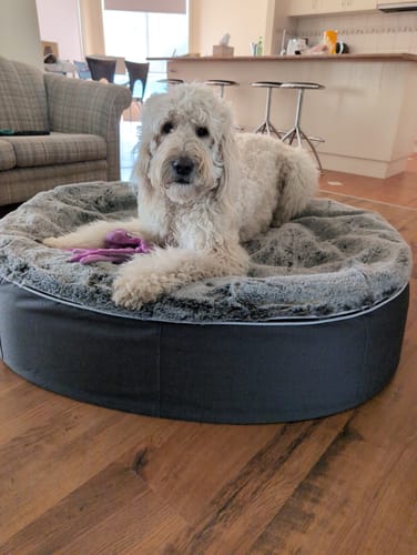 John A. review of Large Rebound Foam Mattress Dog Bed - Interior/Outdoor image 1 out of 1