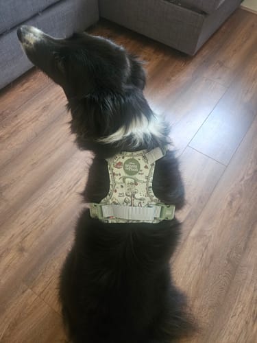 Customer photo review of Disney© Tough Trails™ Harness - 100 Aker Wood