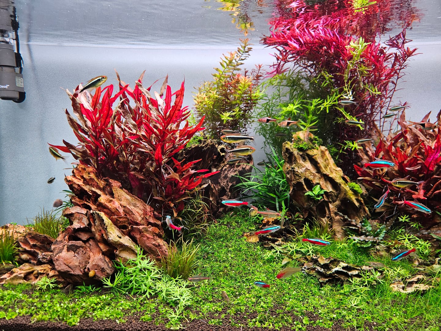 Customer photo review of Chihiros WRGB II Pro LED Light